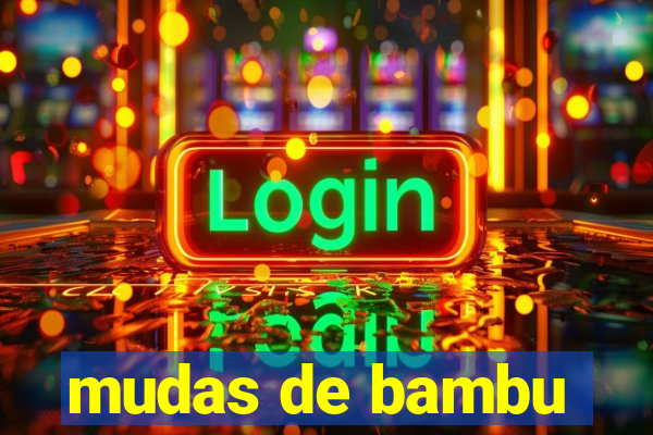 mudas de bambu